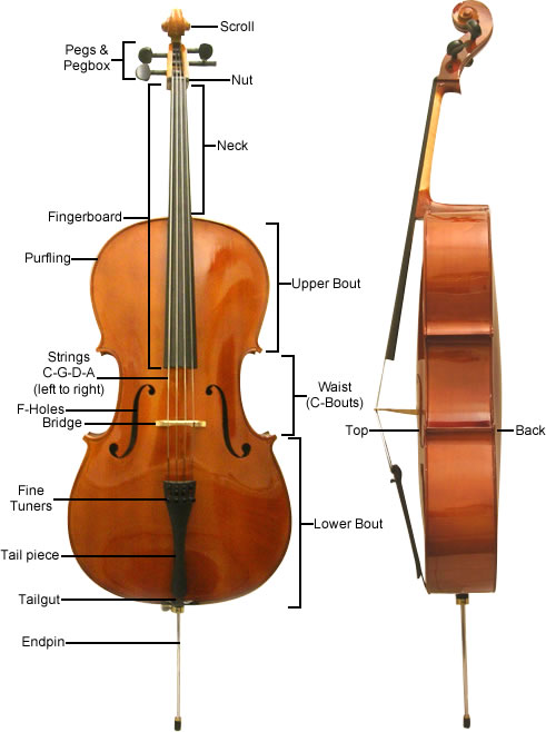 Parts Of A Cello Diagram